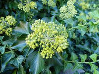Ivy Flower seeds for Planting Premium Quality Heirloom & GMO Free Seeds for Home Garden