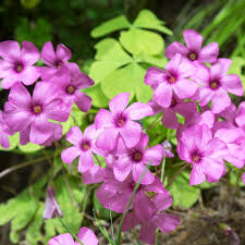 Sorrel Flower seeds for Planting - Cut Flower Favorite, Heirloom & GMO Free Seeds for Home Garden