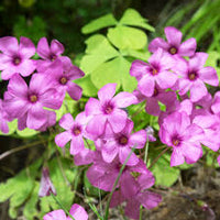 Sorrel Flower seeds for Planting - Cut Flower Favorite, Heirloom & GMO Free Seeds for Home Garden