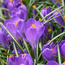 Blue Ocean crocus Flower seeds for Planting - Colorful Display, Heirloom & GMO Free Seeds for Home Garden