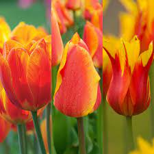 Spring Tulip Seeds For Planting