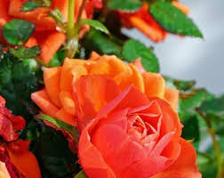 Orange Climbing Rose Flower seeds for Planting Fragrant Blossoms Heirloom & GMO Free Seeds for Home Garden