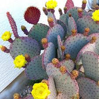 Purple Opuntia Seeds - Ideal for Desert Gardens and Easy Planting