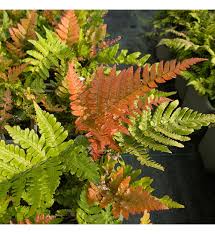 Dryopteris Erythrosora Flower seeds for Planting Premium Quality Heirloom & GMO Free Seeds for Home Garden