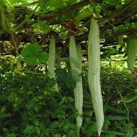Green Snake Gourd Vegetable Seeds for Your Garden