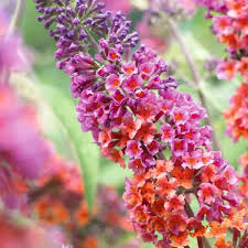 Orange Pink Buddleia Flower Seeds for Planting Sun Loving Heirloom & GMO Free Seeds for Home Garden
 
 Sale