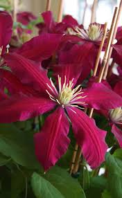 Brown Clematis Flower seeds for Planting Premium Quality Heirloom & GMO Free Seeds for Home Garden