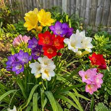 Mixed Freesia Flower seeds for Planting - Hardy Variety, Heirloom & GMO Free Seeds for Home Garden