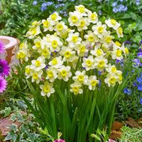 Blue Yellow Daffodils Flower seeds for Planting - Premium Quality, Heirloom & GMO Free Seeds for Home Garden