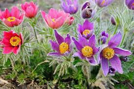 Pulsatilla Flower seeds for Planting - Hardy Variety, Heirloom & GMO Free Seeds for Home Garden