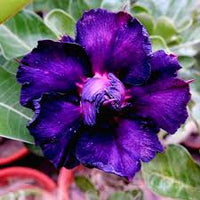 Purple Adenium Obesum Flower seeds for Planting - Drought Tolerant, Heirloom & GMO Free Seeds for Home Garden
