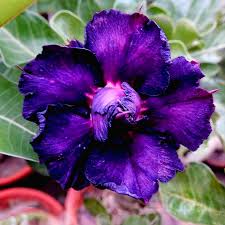Purple Adenium Obesum Flower seeds for Planting - Drought Tolerant, Heirloom & GMO Free Seeds for Home Garden