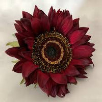 Burgundy Sunflower Seeds  Perfect for Planting