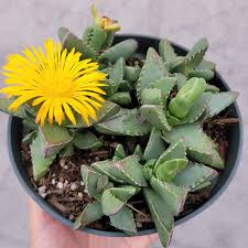 Yellow Faucaria Tigrina Plant Seeds Planting