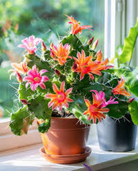 Mixed Zygocactus Truncatus Flower seeds for Planting - Cut Flower Favorite, Heirloom & GMO Free Seeds for Home Garden