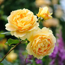 Dark Yellow Climbing Rose Seeds Low Maintenance Heirloom NonGMO Organic Garden Seeds for Planting
 
 Sale
