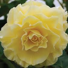 Light Yellow Succulent Flower Seeds for Planting Perfect for Borders Heirloom & GMO Free Seeds for Home Garden
 
 Sale