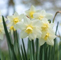 White Daffodil Flower Seeds for Planting Long Bloom Season Heirloom & GMO Free Seeds for Home Garden
 
 Sale