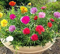 Mixed Portulaca Rose Flower seeds for Planting - Perfect for Borders, Heirloom & GMO Free Seeds for Home Garden