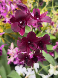 Dark Purple Dendrobium Flower seeds for Planting - Easy to Grow, Heirloom & GMO Free Seeds for Home Garden
 
 Sale