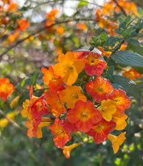 Streptosolen Flower seeds for Planting Wildflower Mix Heirloom & GMO Free Seeds for Home Garden
