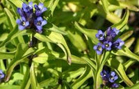 Gentiana Macrophylla Flower seeds for Planting - Premium Quality, Heirloom & GMO Free Seeds for Home Garden
