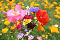 Cali Flower seeds for Planting Colorful Display Heirloom & GMO Free Seeds for Home Garden