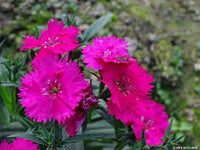 Pink Caryophyllus Flower seeds for Planting - Drought Tolerant, Heirloom & GMO Free Seeds for Home Garden