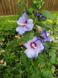 Purple Hibiscus Flower Seeds for Planting Sun Loving Heirloom & GMO Free Seeds for Home Garden
 
 Sale