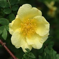 Yellow Xanthina Flower Seeds Planting Guide