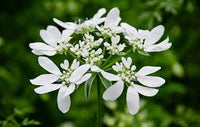 Orlaya Flower seeds for Planting - Seasonal Bloomer, Heirloom & GMO Free Seeds for Home Garden