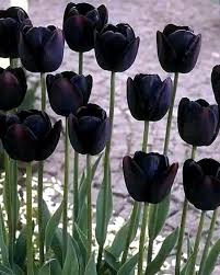 Black Tulip Flower seeds for Planting - Easy to Grow, Heirloom & GMO Free Seeds for Home Garden
