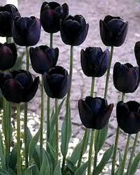 Black Tulip Flower seeds for Planting - Easy to Grow, Heirloom & GMO Free Seeds for Home Garden
