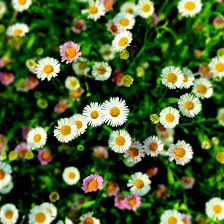 Mixed Karvinskianus Profusion Flower seeds for Planting - Perfect for Borders, Heirloom & GMO Free Seeds for Home Garden
