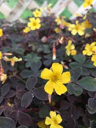 Yellow Brown Oxalis Flower Seeds for Planting Cut Flower Favorite Heirloom & GMO Free Seeds for Home Garden
 
 Sale