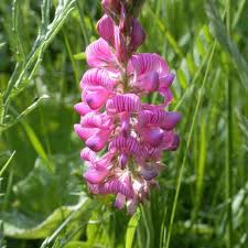 Heirloom Shoshone Flower seeds for Planting Colorful Display Heirloom & GMO Free Seeds for Home Garden