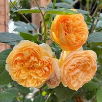 Dark Yellow Climbing Rose Seeds Low Maintenance Heirloom NonGMO Organic Garden Seeds for Planting
 
 Sale