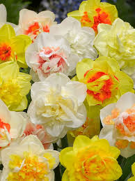 Mixed Colour Double Daffodil Flower Seeds for Planting Bright Blooms Heirloom & GMO Free Seeds for Home Garden
 
 Sale