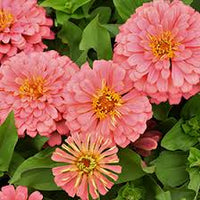 Zinnia Salmon Queen Flower seeds for Planting Cut Flower Favorite Heirloom & GMO Free Seeds for Home Garden