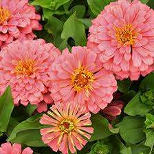 Zinnia Salmon Queen Flower seeds for Planting Cut Flower Favorite Heirloom & GMO Free Seeds for Home Garden