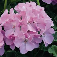 Light Purple Climbing Geranium Flower Seeds for Planting Hardy Variety Heirloom & GMO Free Seeds for Home Garden
 
 Sale