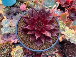 Echeveria Agavoides Romeo Flower seeds for Planting - Compact Growth, Heirloom & GMO Free Seeds for Home Garden