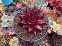 Echeveria Agavoides Romeo Flower seeds for Planting - Compact Growth, Heirloom & GMO Free Seeds for Home Garden