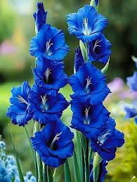 Planting Guide for Blue Gladiolus Flower Seeds