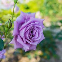 Light Purple White Holland Rose Flower Seeds for Planting Premium Quality Heirloom & GMO Free Seeds for Home Garden
 
 Sale