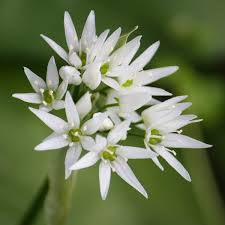 Ursinum Flower seeds for Planting - Fragrant Blossoms, Heirloom & GMO Free Seeds for Home Garden