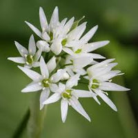 Ursinum Flower seeds for Planting - Fragrant Blossoms, Heirloom & GMO Free Seeds for Home Garden