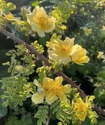 Yellow Xanthina Flower seeds for Planting - Shade Tolerant, Heirloom & GMO Free Seeds for Home Garden