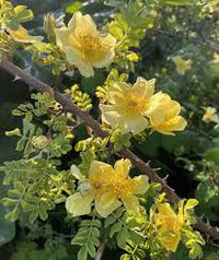 Yellow Xanthina Flower seeds for Planting - Shade Tolerant, Heirloom & GMO Free Seeds for Home Garden