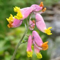 Corydalis Flower seeds for Planting - Cut Flower Favorite, Heirloom & GMO Free Seeds for Home Garden